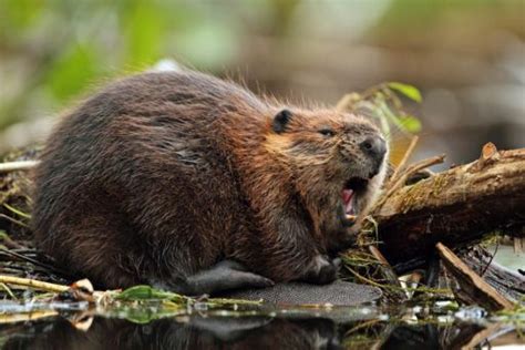 beaver dam blamed for destructive flash flood on quebec highway cottage life
