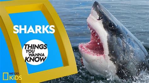Cool Facts About Sharks Things You Wanna Know Youtube