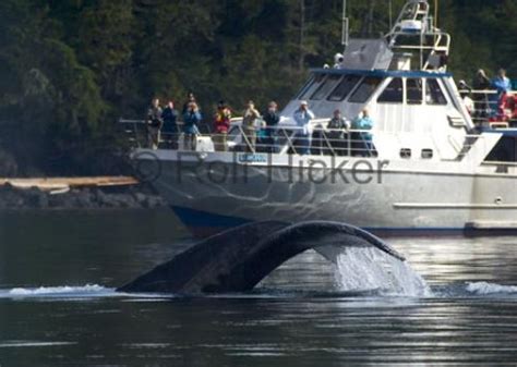 Whaletrips British Columbia Whale Watching In British