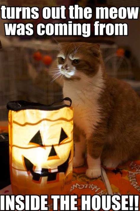 35 Funny Halloween Memes Best Halloween Joke Images