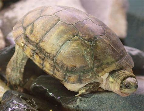 Yellow Pond Turtle Facts And Pictures