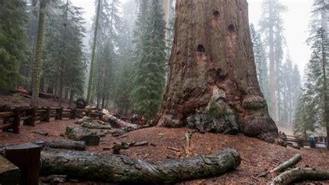 Największe Drzewo Na świecie Zagrożone Pożarem Akcja Strażaków