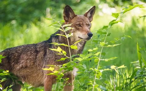 Blog Endangered Wolf Center