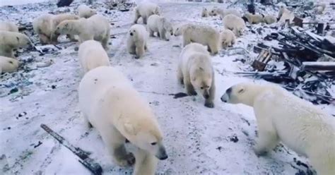 Russia Polar Bear Invasion In Novaya Zemlya Sparks Emergency