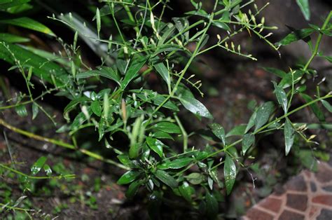 Share this on whatsappnama pokok : Ekzos Buluh: Pokok Herba / Ulam