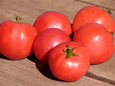 Faworyt Tomato A Comprehensive Guide World Tomato Society
