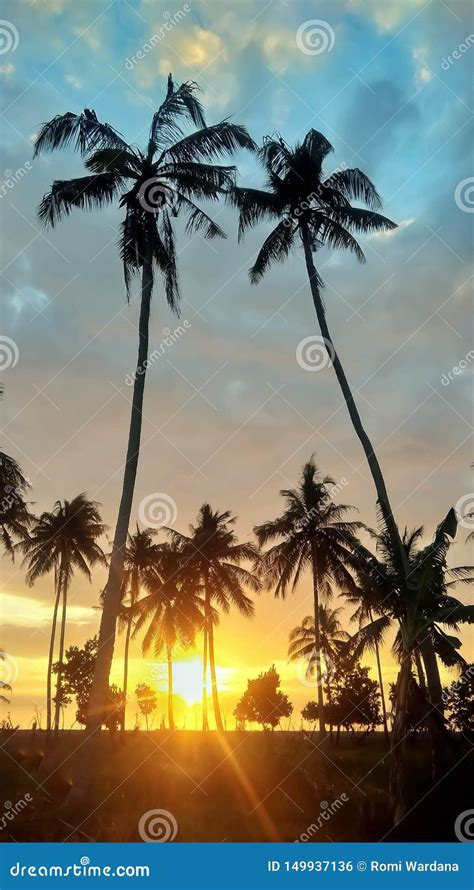 Sunset And Coconut Tree Stock Photo Image Of Sunset 149937136