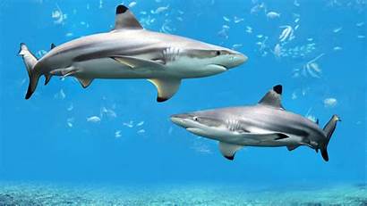 Shark Desktop Widescreen Sharks Wallpapers Underwater Wallpapers13