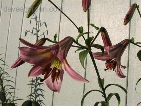 Plantfiles Pictures Trumpet Lily Midnight Lilium By Mgh