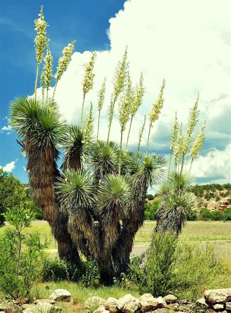 Although cactus are often covered in spikes, thorns and needles, don't let their appearance fool you. RARE YUCCA ELATA - exotic succulent cactus soaptree aloe ...