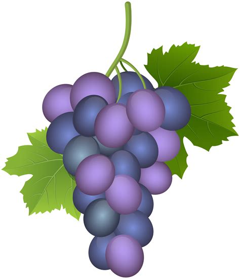 Grapes Clipart Purple Grape Grapes Purple Grape Transparent Free For