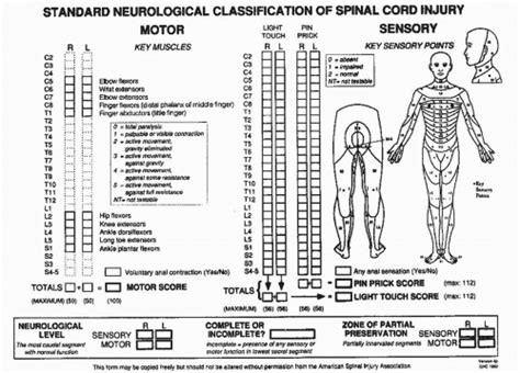 Neurologic Examination Grading Scales Neupsy Key
