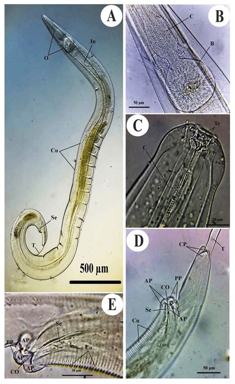 Light Photomicrographs Of The Male Of Passalurus Ambiguus Isolated From