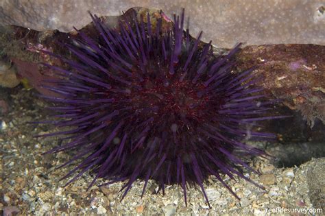 Heliocidaris Erythrogramma Short Spined Urchin