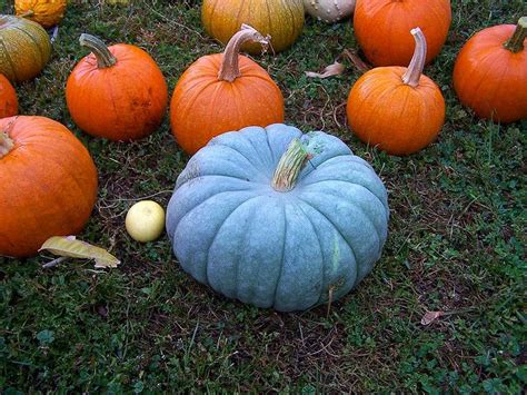 The flesh is very thick with a rich flavor. BLUE PUMPKIN in 2020 | Pumpkin, Jarrahdale pumpkin, Garden ...