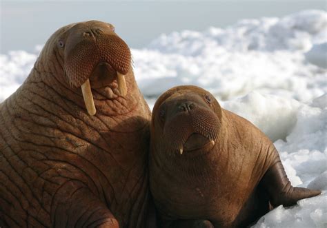 Alaskas Stranded Walruses Face A New Threat Oil Drillers