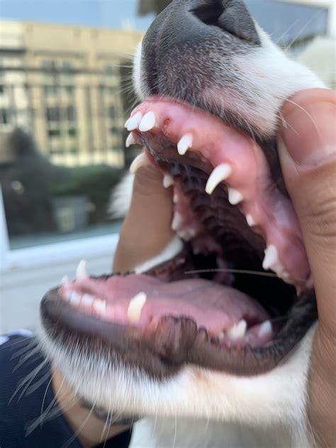 5 Month Old Puppy Tooth Fell Out After Playing With Toy Is This Normal