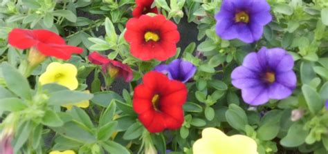 Maybe you would like to learn more about one of these? Gartenblumen Vergleich - floristikvergleich.de