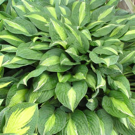 Hostas really aren't hard to care for as long as you plant them at the. Hosta 'Striptease' NEW