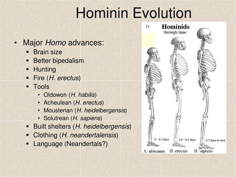 Ppt Human Evolution Powerpoint Presentation Free Download Id6765292