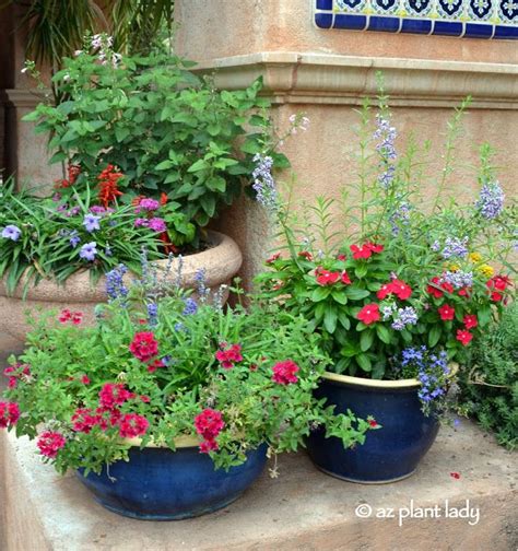 Create A Hummingbird Garden In A Container Ramblings From A Desert