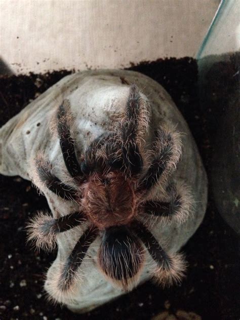 Curly hair | Tarantula, A bug's life, Curly hair styles