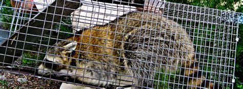 Will the city or the county animal services help me with a wild animal