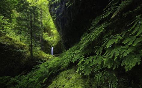Landscape Nature Waterfall Forest Ferns Moss Green