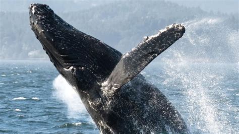 Why Have There Been More Whale Sightings In Bcs Waters Cbc News