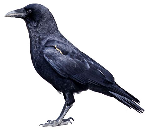 Download Crow Png Image Hq Png Image Freepngimg