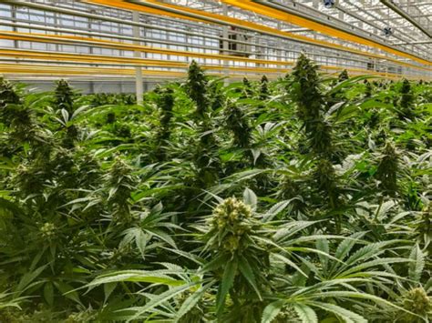 Tilray Aphria Complete Merger To Create The Largest Global Cannabis