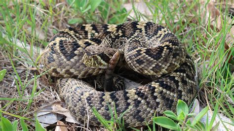 Venomous Snake Statement Florida Snake Id Guide