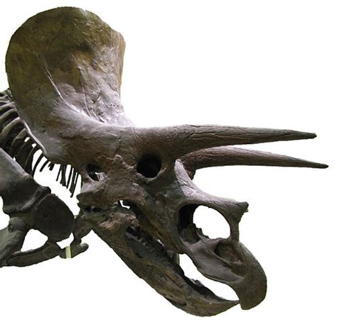 Triceratops Horn Evolution A Million Year Process Science Nature