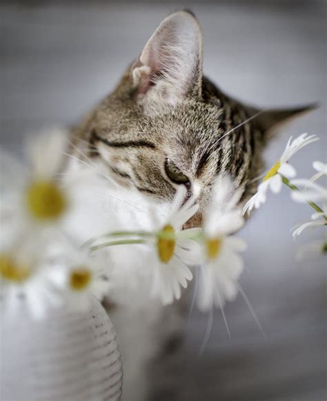 Cat And Daisy Flowers Stock Image Image Of Funny Eating 43213923