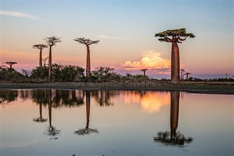 Beautiful Baobab Trees At Sunset At The Avenue Of The Baobabs Stock