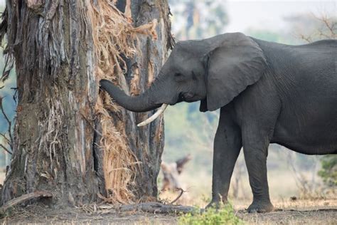 O que é que os Elefantes Comem? Quase Tudo na Savana | Info Cafe