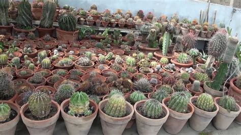 When it comes to the cactus being dehydrated, the leaves shrink. Display of Cactus Plants - YouTube