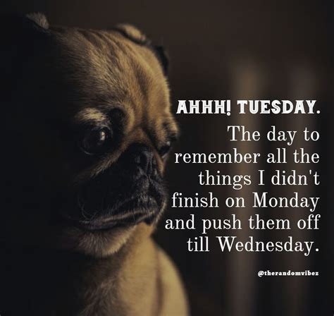 Tiring Tuesday Memes Cute Funny Quotes Happy Tuesday Quotes Work Humor