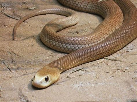 Best 25 Inland Taipan Ideas On Pinterest Snakes All Snakes And