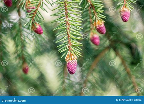 Red Pine Tree Flowers On Branch Stock Photo Image Of Herbs Green