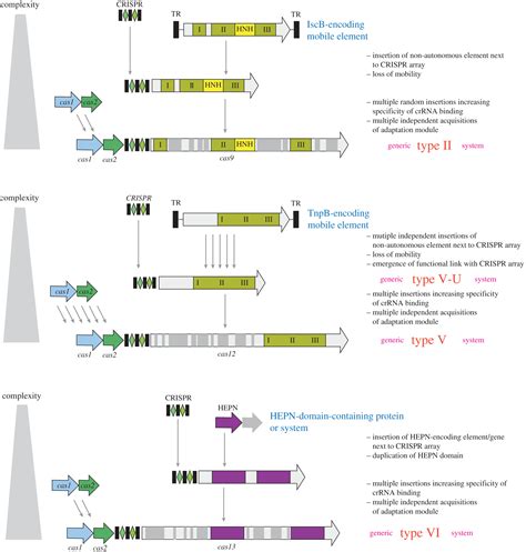 Origins And Evolution Of Crispr Cas Systems Philosophical Transactions Of The Royal Society B