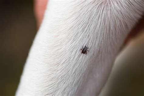 Do Ticks Go Completely Under The Skin Dogs