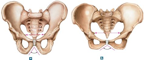 Male Female Pelvis Anatomical Differences Diagram Quizlet