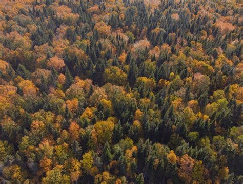 Coniferous trees amongst the deciduous trees in Newfoundland | Canada ...
