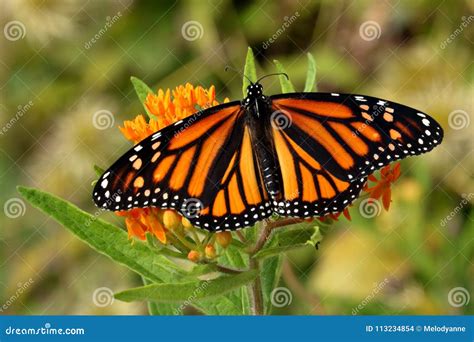 Monarch Butterfly On Butterfly Weed Flowers Stock Photo Image Of