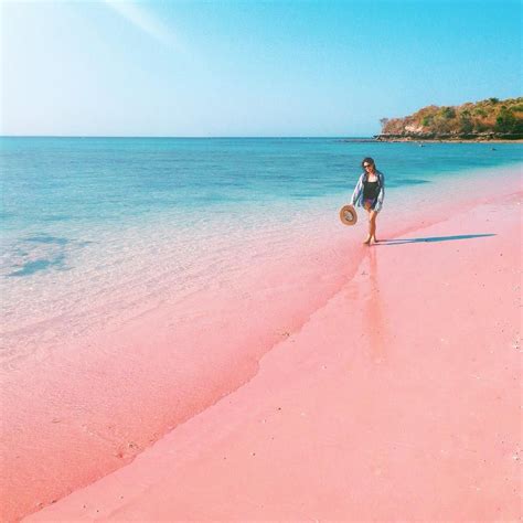 Pantai Pasir Pink Indonesia Pantai Indah