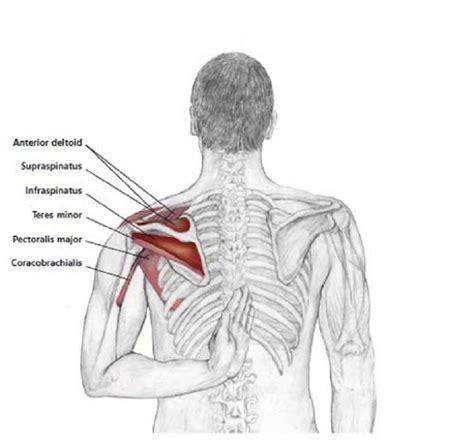Pictures Of A Separated Shoulder Is Shoulder Separation Painful