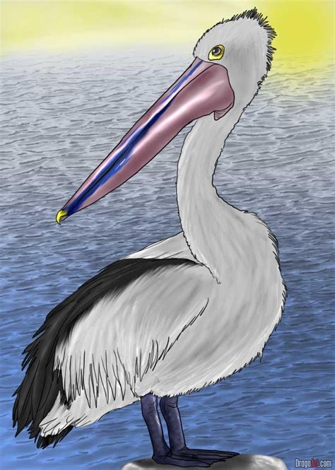 How To Draw An Australian Pelican Pelican Drawing Pelican Art 3d Art