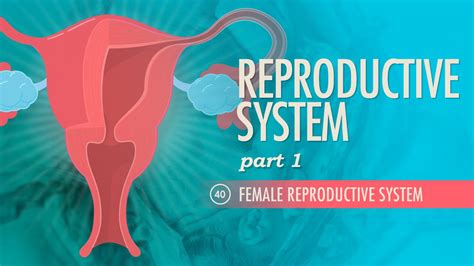 Reproductive System Part 1 Female Reproductive System Crash Course
