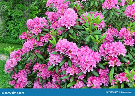 Flowering Pink Rhododendron Stock Image Image Of Azalea Gardening